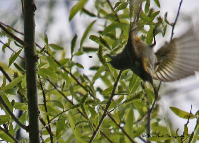 Redstart flying upside down to catch insect