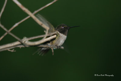 Ruby-Throated Humingbird