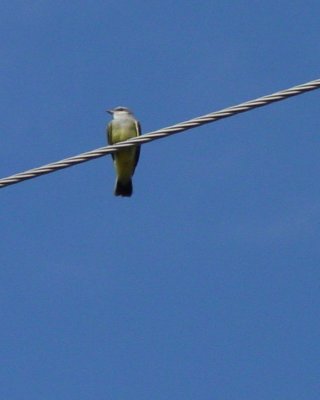 Western Kingbird-Goodland, KS