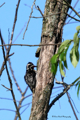 Yellow-bellied Sapsucker