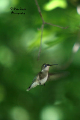 Female Ruby-throated Hummingbird