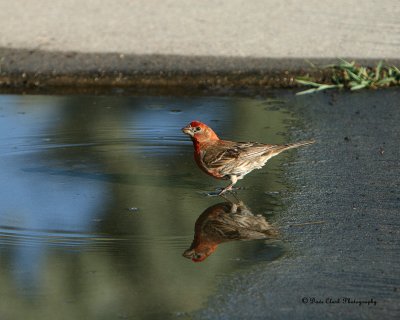 House Finch