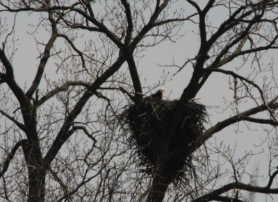 04 09  2009   Parent  on nest