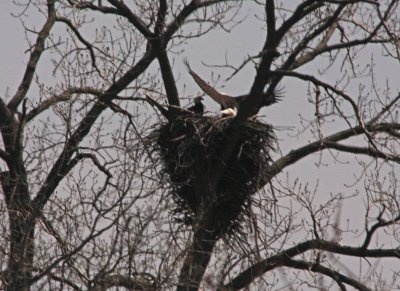 04 09  2009  Other parent landing on nest