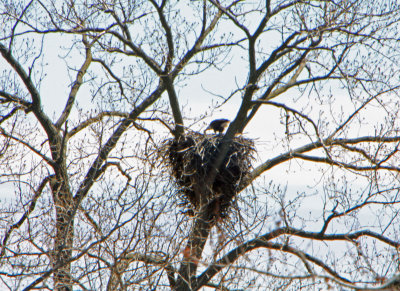 04 15  2009 Feeding eaglet 