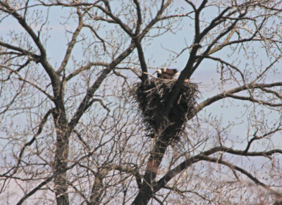 04 15   2009  Both adults present
