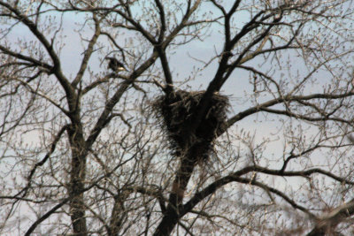 04 15  2009  Adult in nearby tree watching over nest