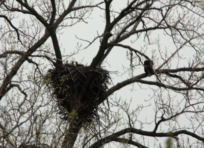 Typically the eggs are laid a few days apart and hatched in sequence giving the oldest an advantage to try and ensure at least one will survive if food supply is insufficent for all that are hatched.