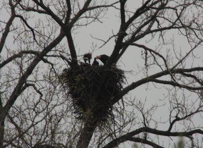 04 29 2009 Both parents on nest feeding eaglets
