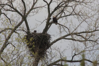 05 01 2009 Resting near nest