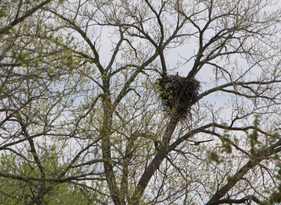 05 01 2009 Dropped off fish and heading out again other parent still in tree to left