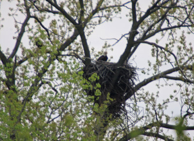 05 05 2009 Both parents present, female on nest male in tree to left