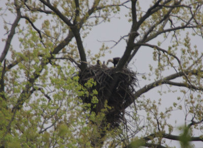 Offered to the smallest eaglet but it had difficulty swallowing it so she took it back and gave it to the largest one and it consumed it.