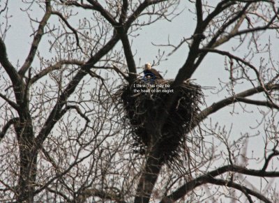 04 09  010  Female remains with eaglet