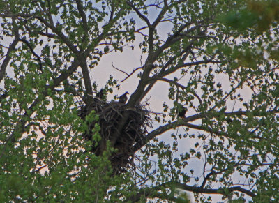 05 08 2009 Too bad for the eaglets he appears to be eating the fish himself