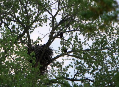 05 08 2009 Both parents resting eaglets wondering where's the food