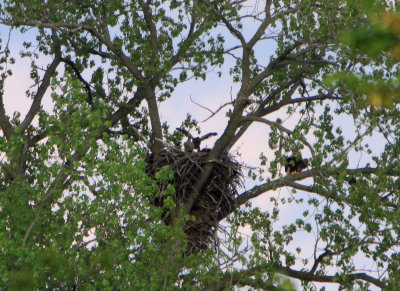 05 08 2009 Eaglets getting restless