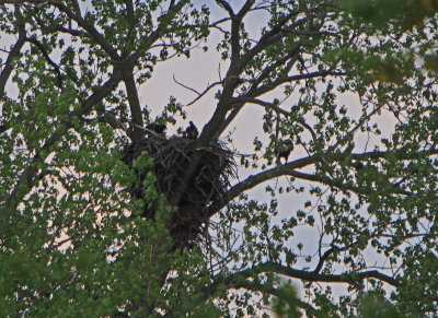 05 08 2009 Fish in right talon