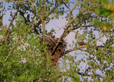 05 08 2009 Sun setting eaglets still looking for dads return hopefully with food this time