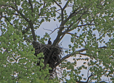 05 11 2009 Both parents apear to be gone but one may be on left behind leaves