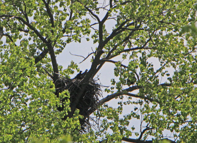 05 11 2009 Eaglets looking  wondering where's the food