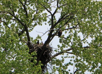 05 11 2009 Eaglets wondering why no food