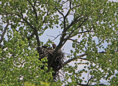 05 11 2009 Feeding completed adult an three eaglets resting