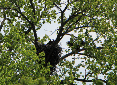 05 11 2009 Incoming adult landing on branch