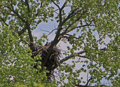 05 11 2009 Nest crowded parent moves to branch