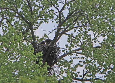 05 11 2009 Other parent on branch departs parent in nest continues feeding eaglets