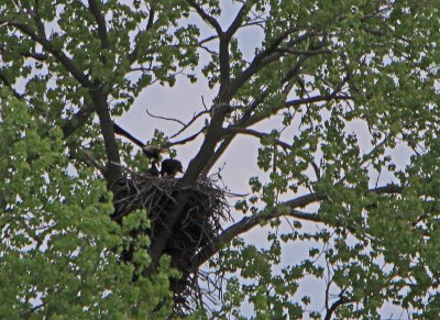 05 11 2009 Parent departs lands in branch on left