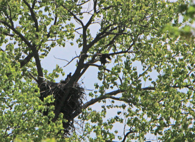 05 11 2009 Parent returned an landed on branch no food for the eaglets