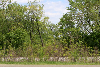 05 11 2009 The nest is getting harder to see with the trees leaving out