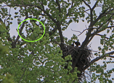 05 11 2009 Wingtip just visible parent will dissapear when the wing is completely folded