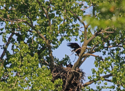 05 17 2009 Parent returns with a stick
