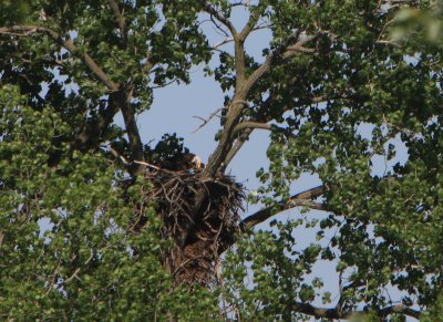 05 21 2009 Feeding fish to eaglets