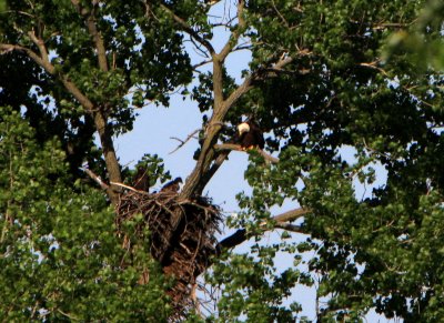 05 21 2009 Keeping an eye on the eaglets