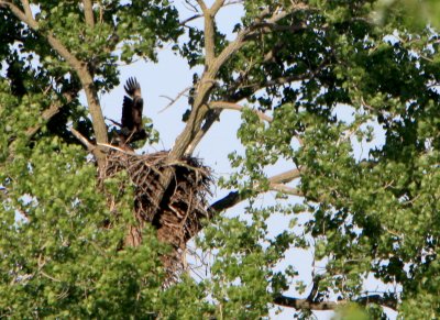 05 21 2009 Parent departs nest