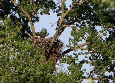 05 21 2009 Parent returned with fish and is feeding to eaglets