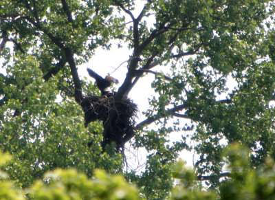 05 24 2009 Adult departs after fish delivery