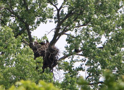 05 24 2009 Both adults back one on nest,the other on branch to right
