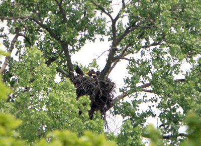 05 24 2009 This adult just came back and is feeding smallest eaglet