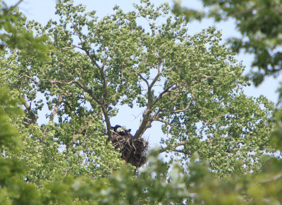 05 30 2009 Eaglets happy to see parent with food