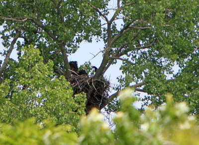 05 30 2009 Very good you can almost fly across the nest