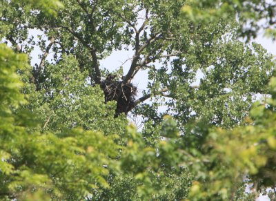 06 03 2009 Parent feeding eaglet