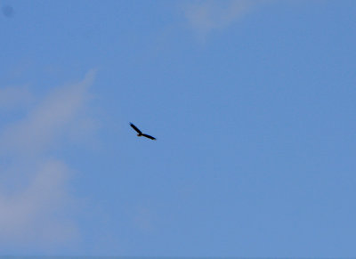 06 05 2009 Still soaring