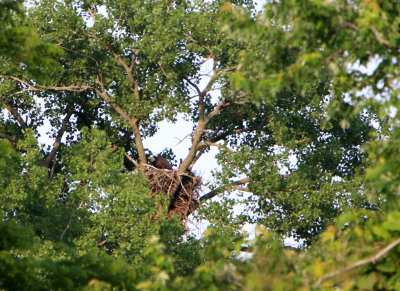 06 05 2009 Parent on nest with eaglets
