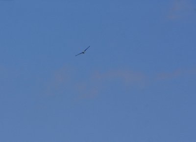 06 05 2009 Soaring gracefully above