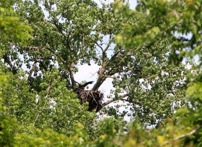 06 05 2009 They flap their wings and dance across the nest