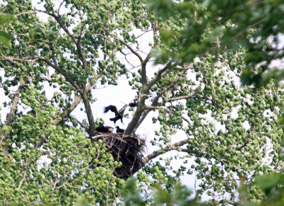 06 08 2009 Parent looks on as eaglet tries flying  above the nest
